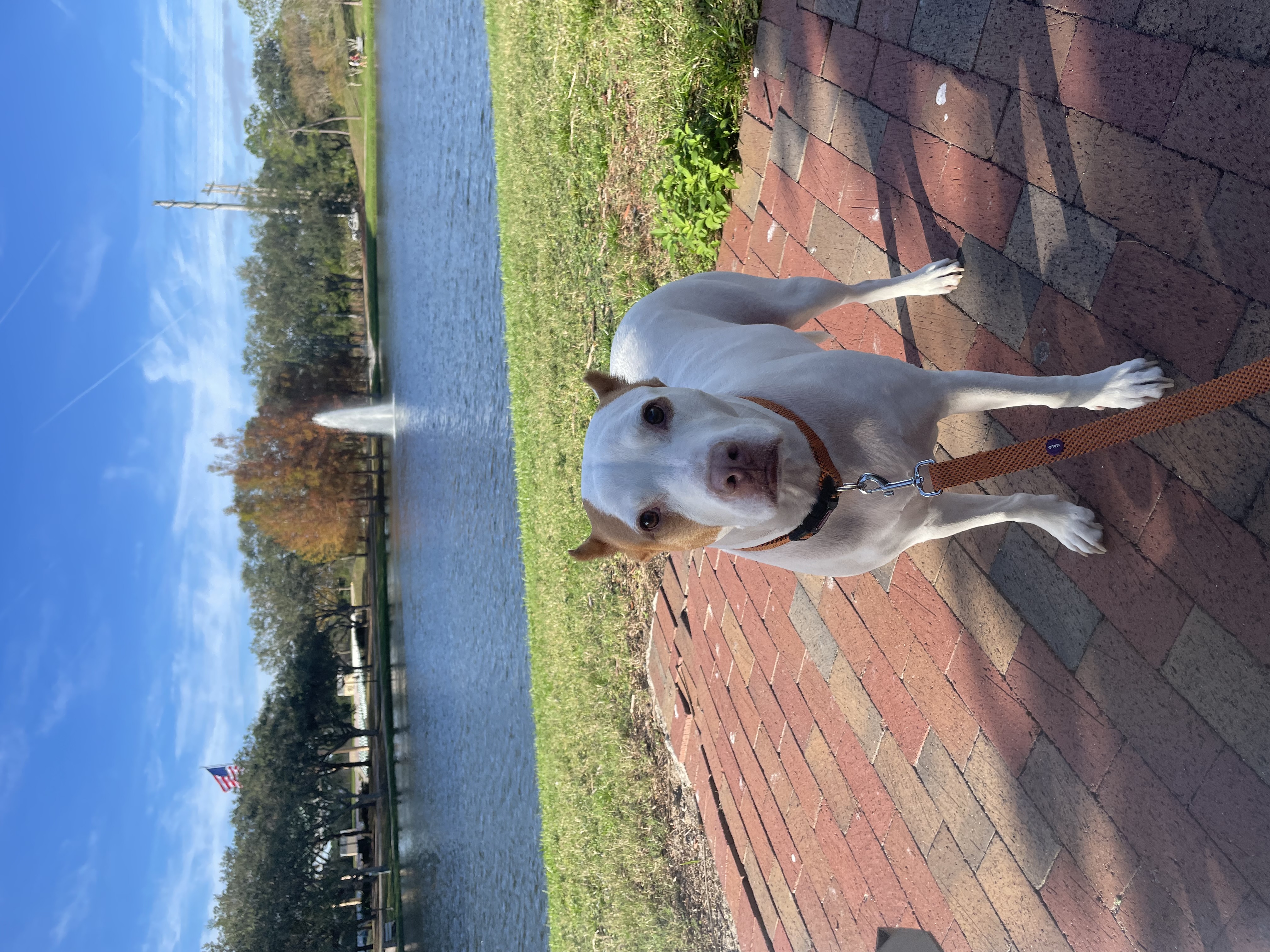 A photo of my dog, Kova.